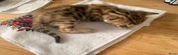 Bengal cats for sale:     Stunning Bengal Cross Kittens  - Advert 8