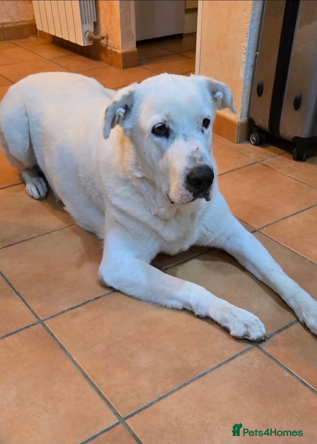 Mixed Breed dogs for adoption: Very Urgent Foster - Advert 3