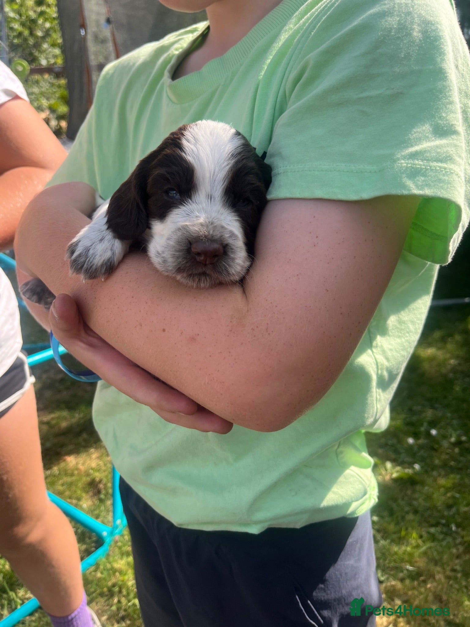 Cocker Spaniel dogs Beautiful working cocker spaniels  - Advert 15