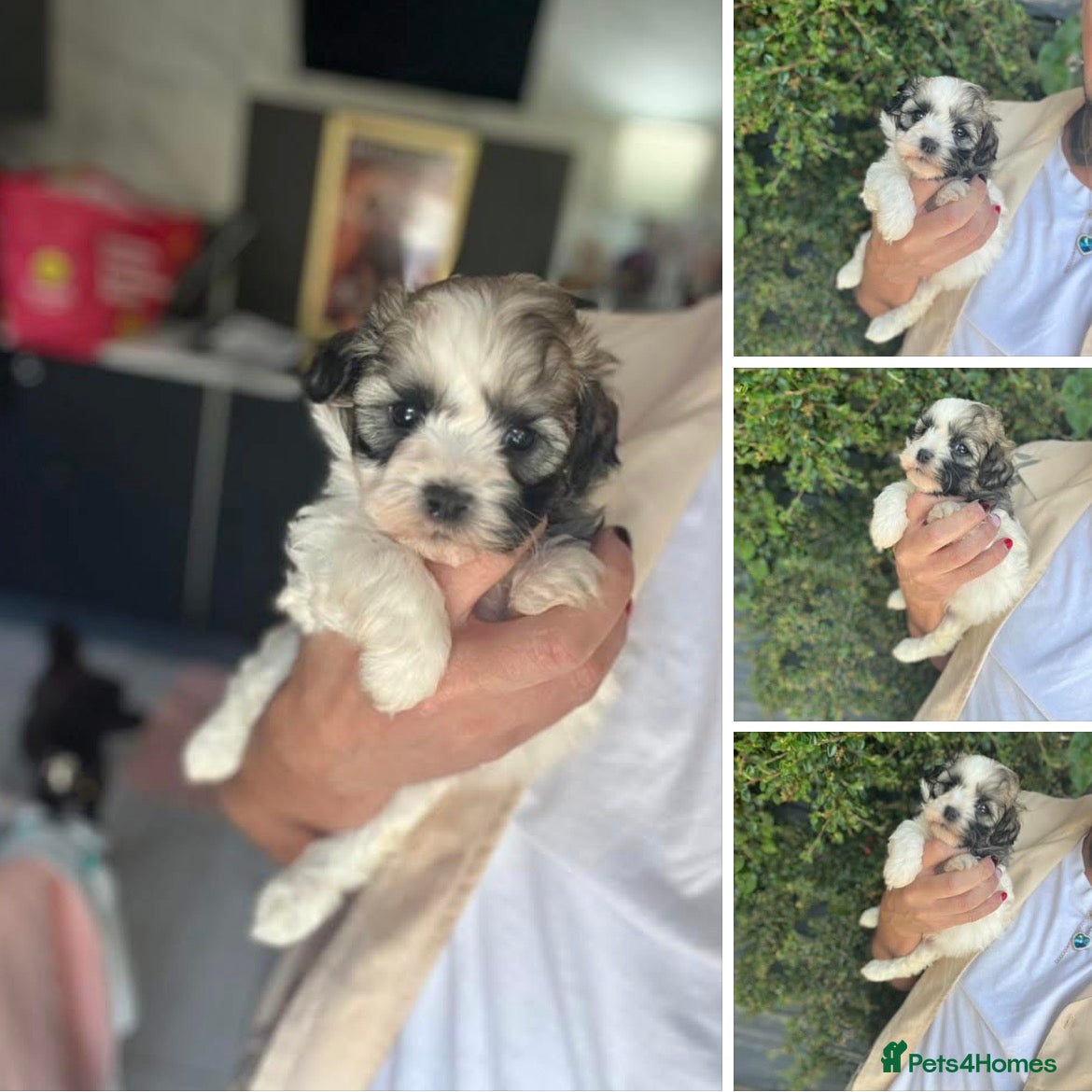 Shih Tzu dogs Shihtzu-Poodle mix Toy shihpoo puppies  - Advert 1