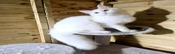 Maine Coon cats for sale: Maine Coon  - Advert 3
