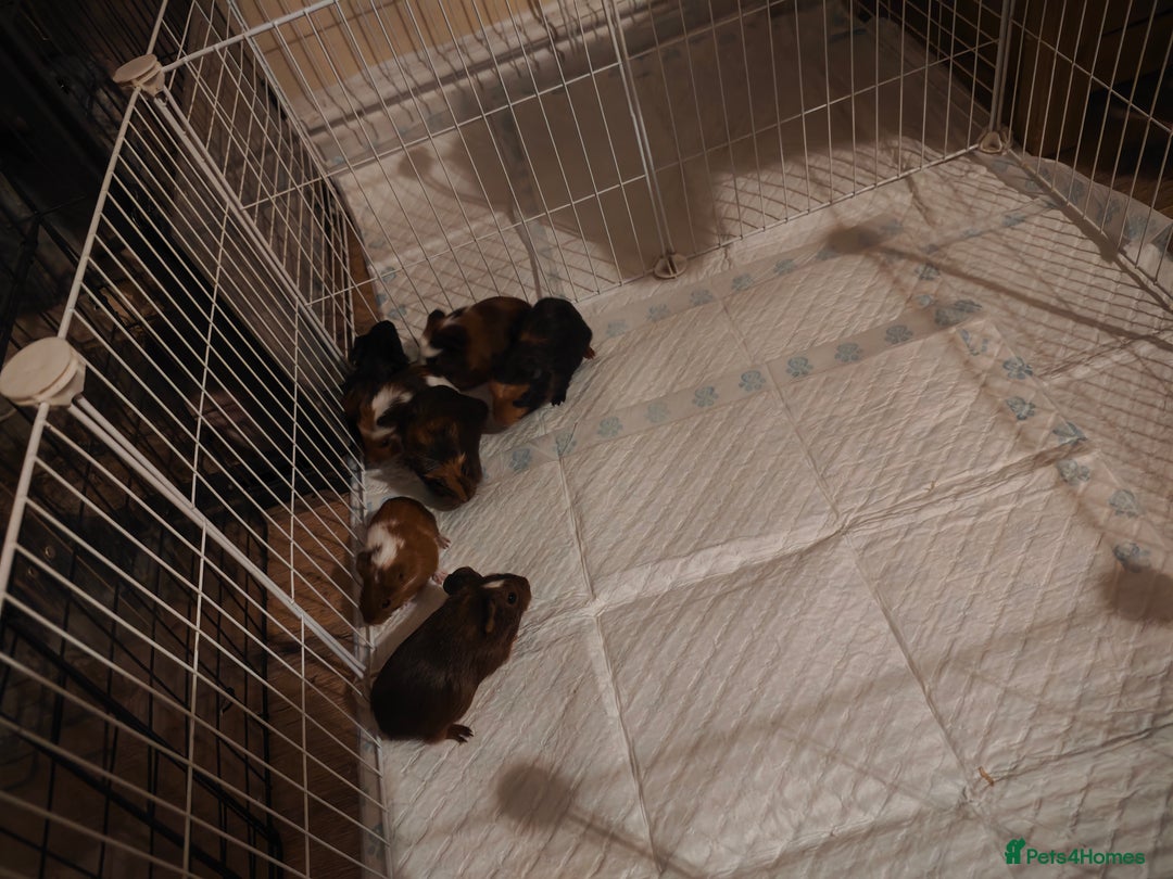 Guinea Pig rodents for sale: male baby guineapigs  - Image 3