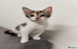 European cats for sale: 😻 2 beatiful female kittens ❗ - Image 3