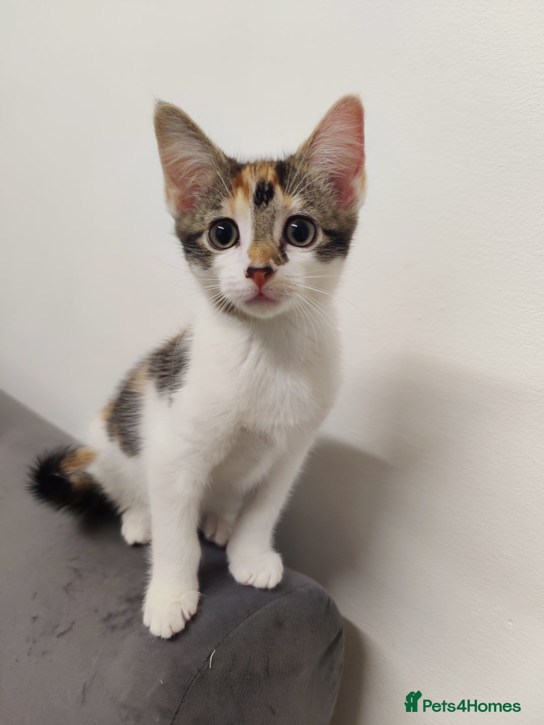 European cats for sale: 😻 2 beatiful female kittens ❗ - Image 3