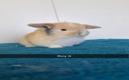 Mini Lop rabbits for sale: Pure mini lops for reserve  - Image 1