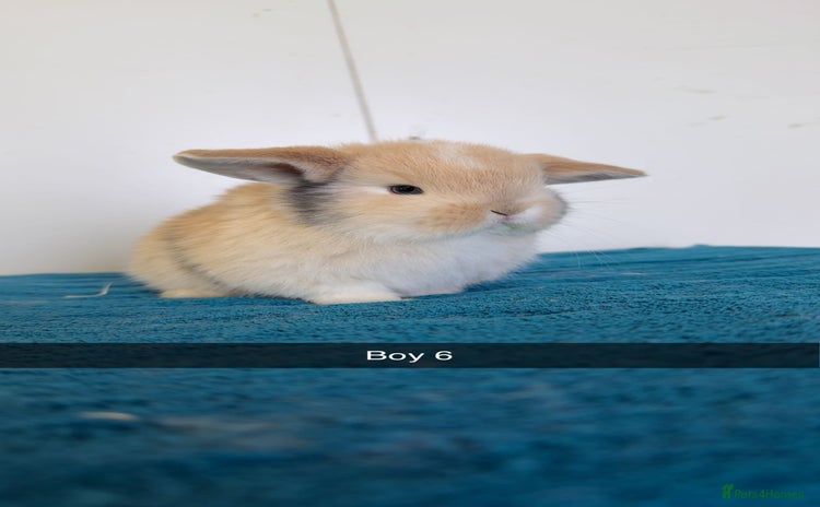 Mini Lop rabbits for sale - Advert 1