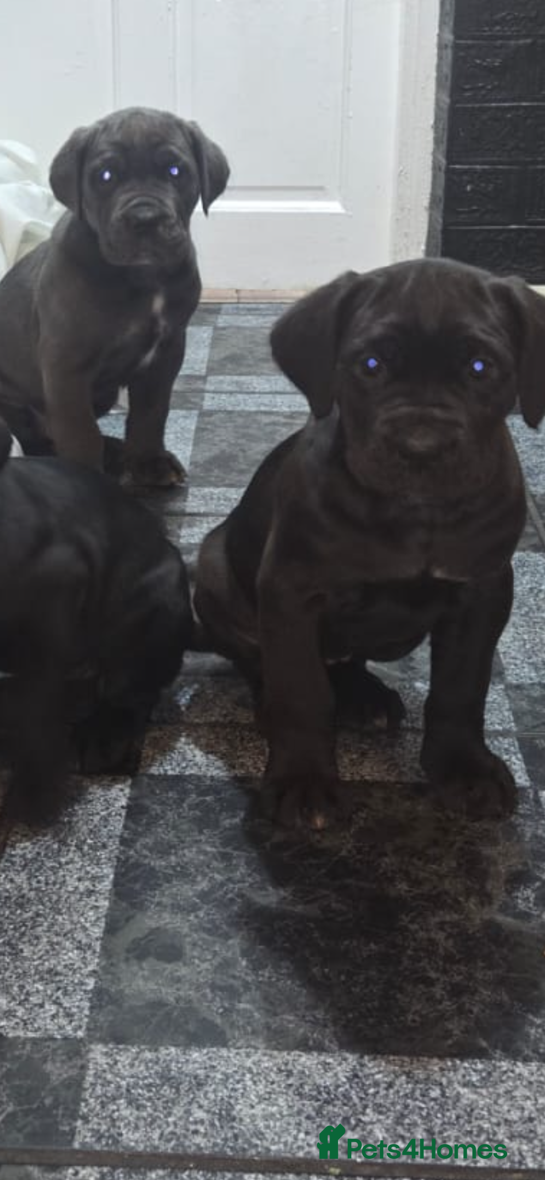 Cane Corso dogs for sale: Full pedigree cane corso - Advert 4