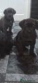 Cane Corso Puppy 8