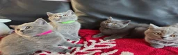 British Shorthair cats for sale: Beautiful British Shorthair kittens - Advert 18