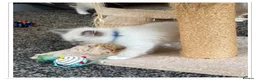 Ragdoll cats for sale: 6 cute pure breed Ragdoll kittens 2 boys 4 girls  - Advert 12