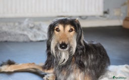 Greyhound dogs for stud: Saluki/greyhound or grey/German shepherd  - Image 3