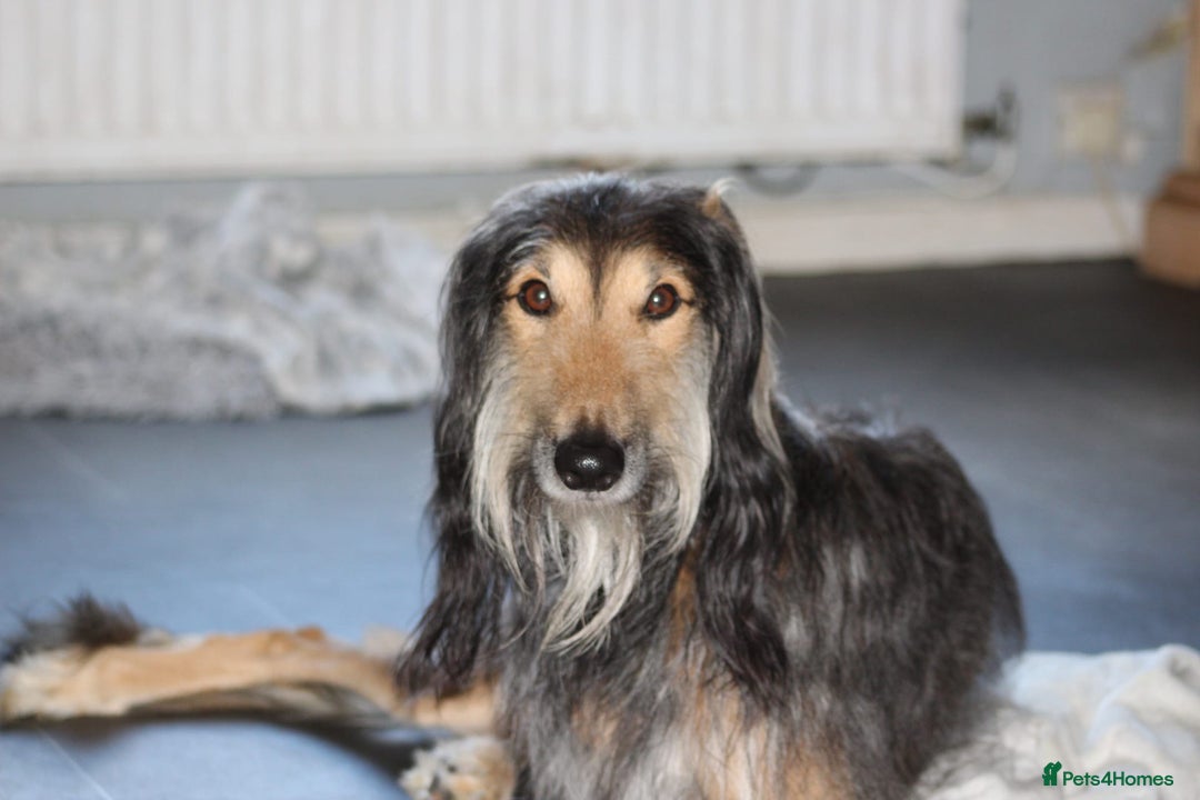 Greyhound dogs for stud: Saluki/greyhound or grey/German shepherd  - Image 3