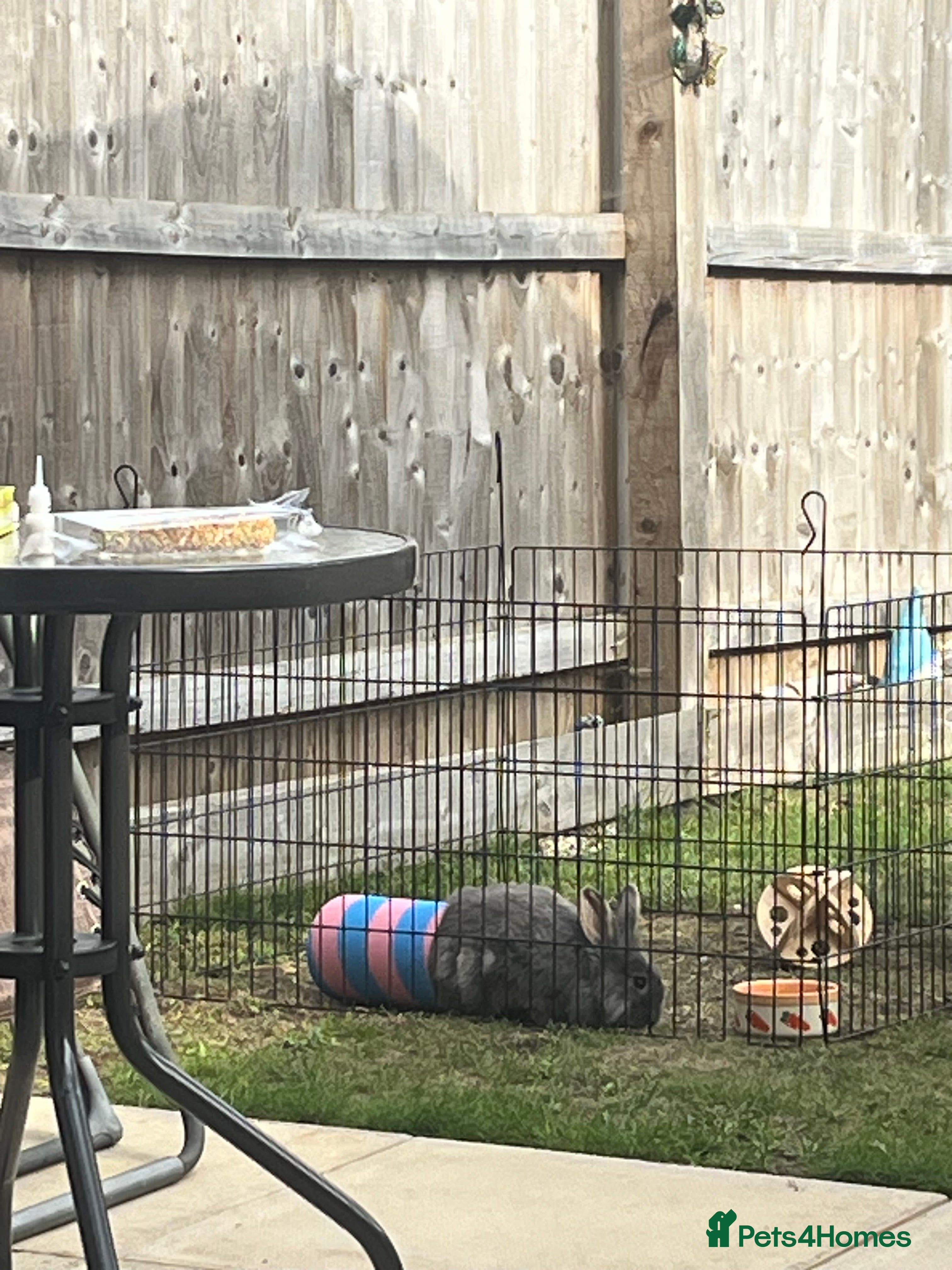 Lionhead rabbits Male Grey Lionhead Rabbit  - Advert 1