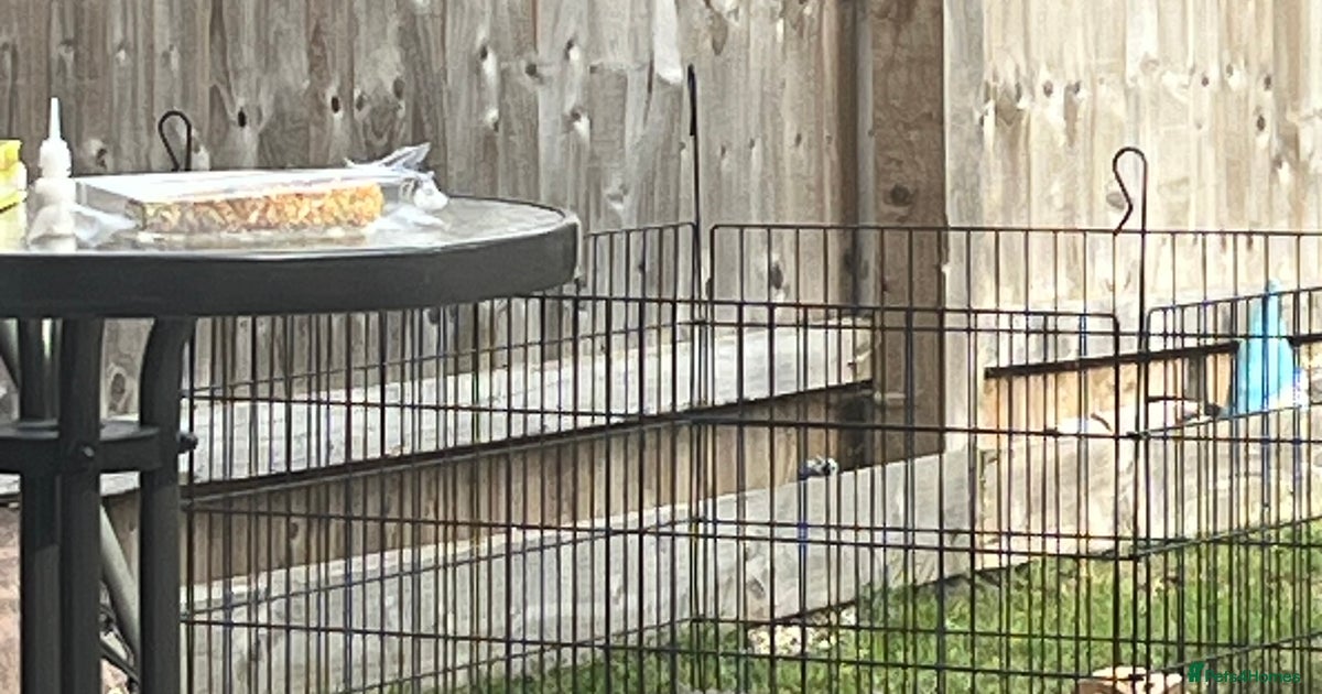 Male Grey Lionhead Rabbit for sale in Derby | Pets4Homes