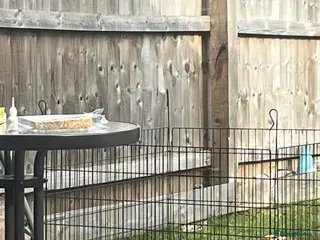 Lionhead rabbits Male Grey Lionhead Rabbit - Advert 18