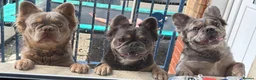 French Bulldog dogs for sale: Fluffy French Bulldog - Advert 3