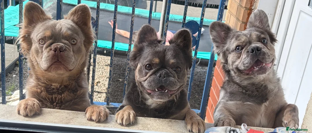 French Bulldog dogs for sale: Fluffy French Bulldog - Advert 3