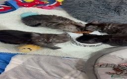 Persian cats for sale: 🌟 2 Chinchilla Persian Boy Kittens 🌟 - Image 21