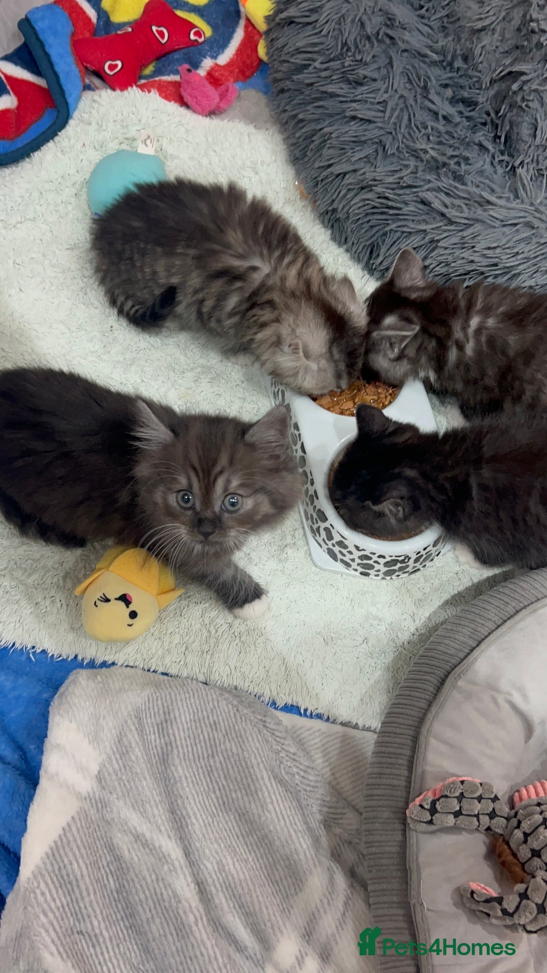 Persian cats for sale: 🌟 2 Chinchilla Persian Boy Kittens 🌟 - Image 21