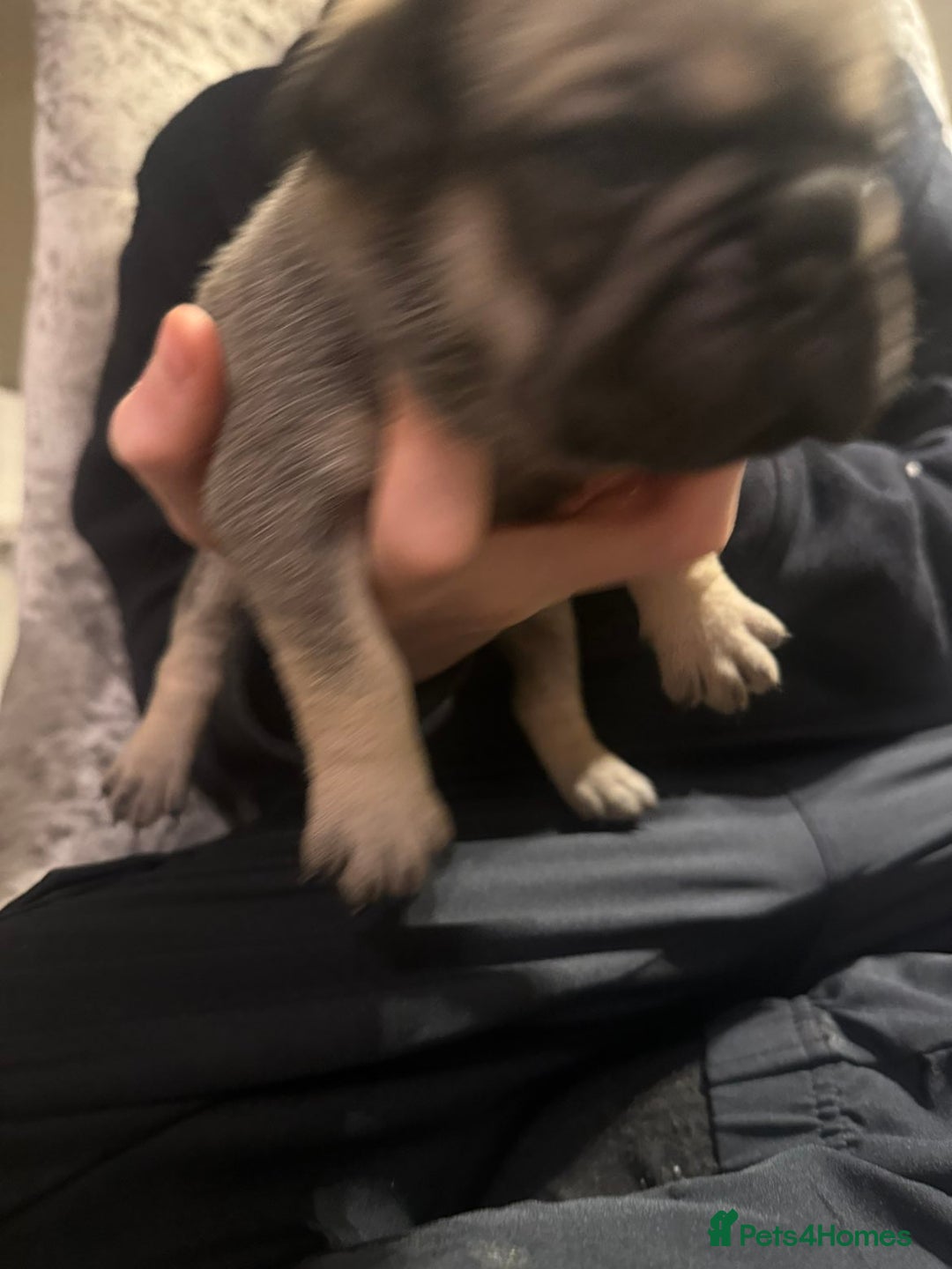Frug dogs for sale: Frug puppies - Advert 13