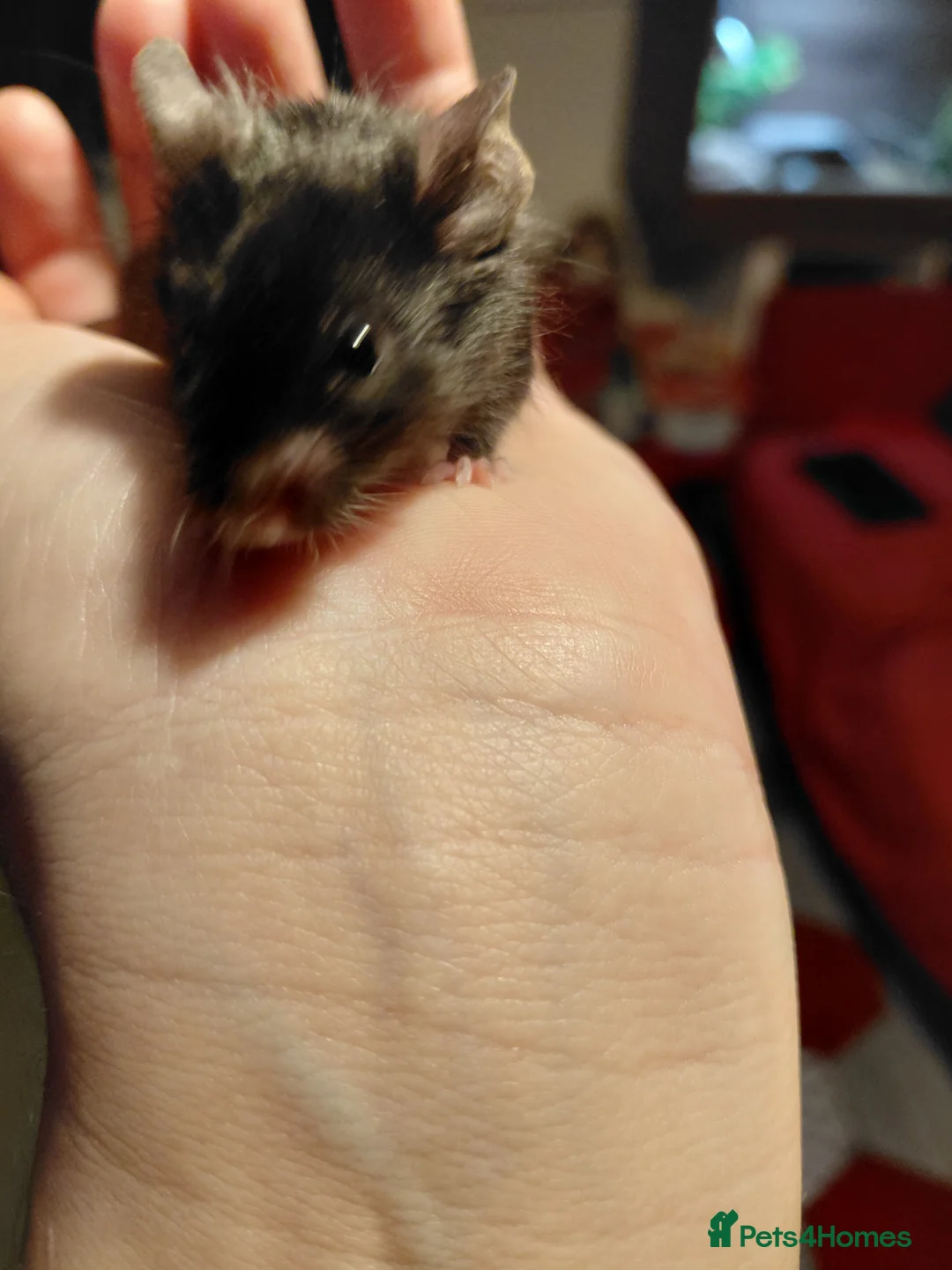 Mouse rodents for sale: Two male mice - Advert 8