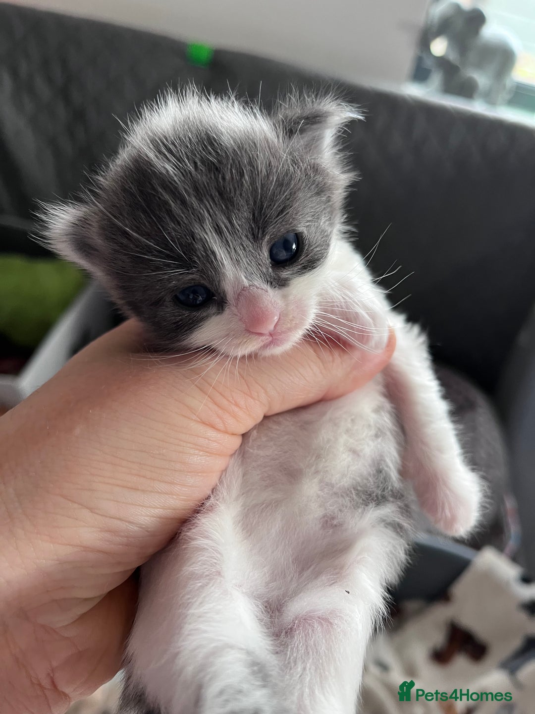 Ragdoll cats for sale: Beautiful ragdoll/blue Russian  - Image 13