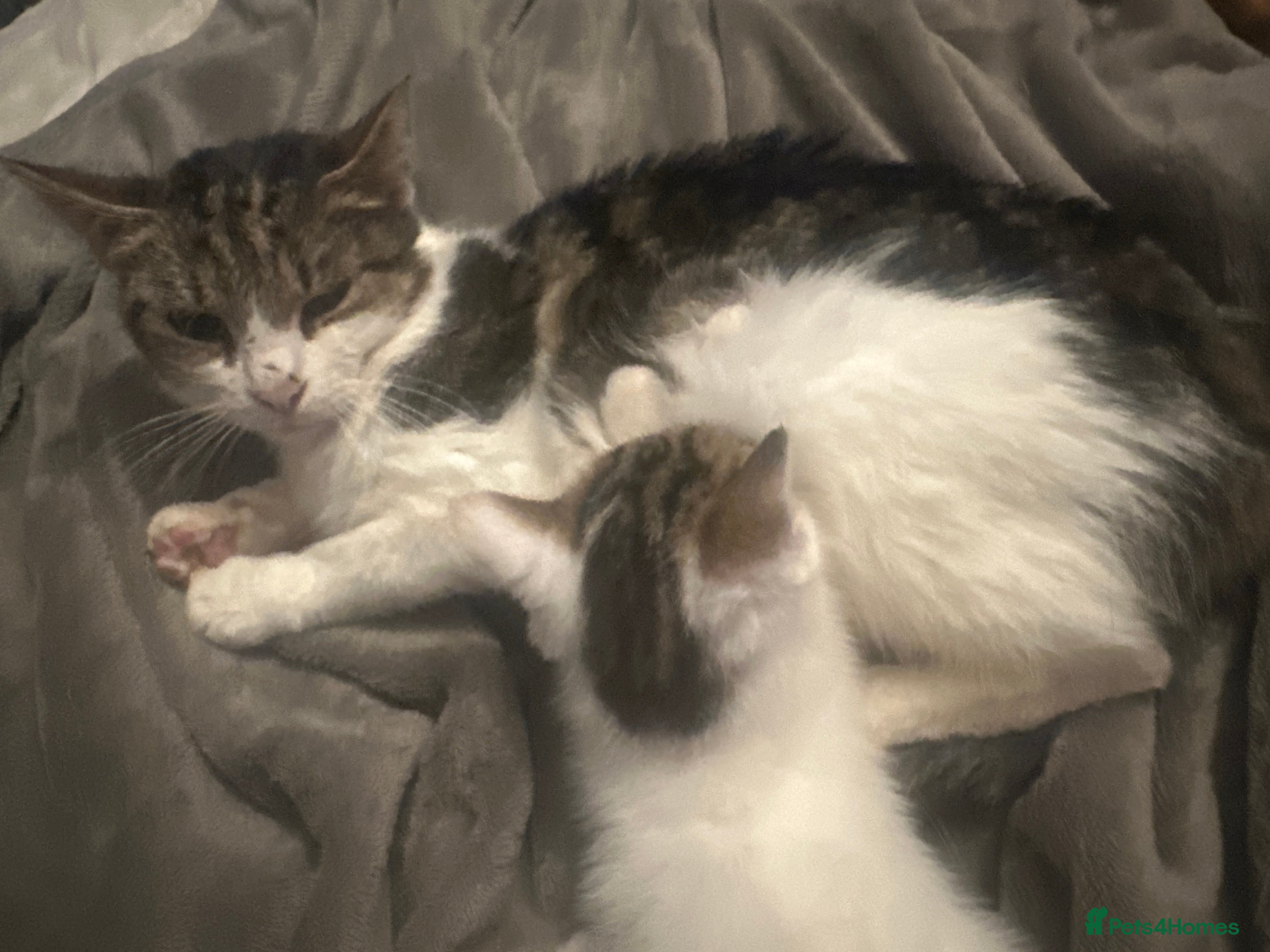 Mixed Breed cats Playful kitten ready to find a home (9 weeks) - Advert 1