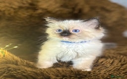 Ragdoll cats for sale: GCCF Sealpoint Mitted/Blue Lynx Ragdoll kittens - Image 6