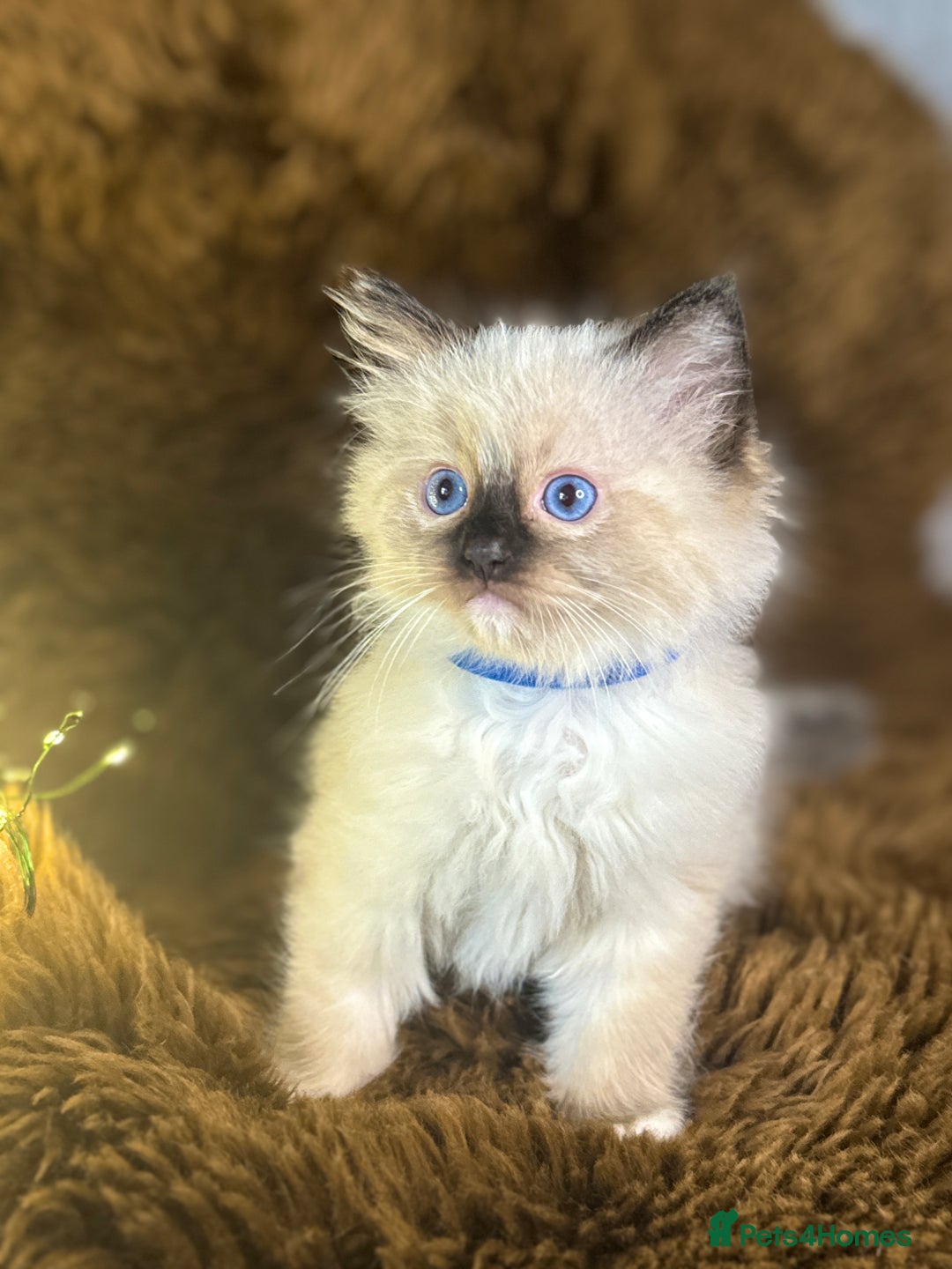 Ragdoll cats for sale: GCCF Sealpoint Mitted/Blue Lynx Ragdoll kittens - Image 6