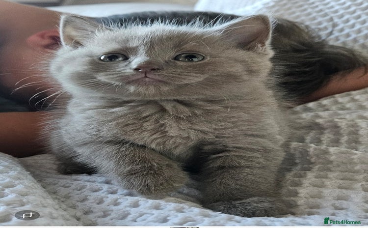 British Shorthair cats - Advert 13