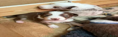 Border Collie 3
