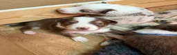 Border Collie dogs for sale: Red & white tri Merle border collie puppies puppy - Advert 27