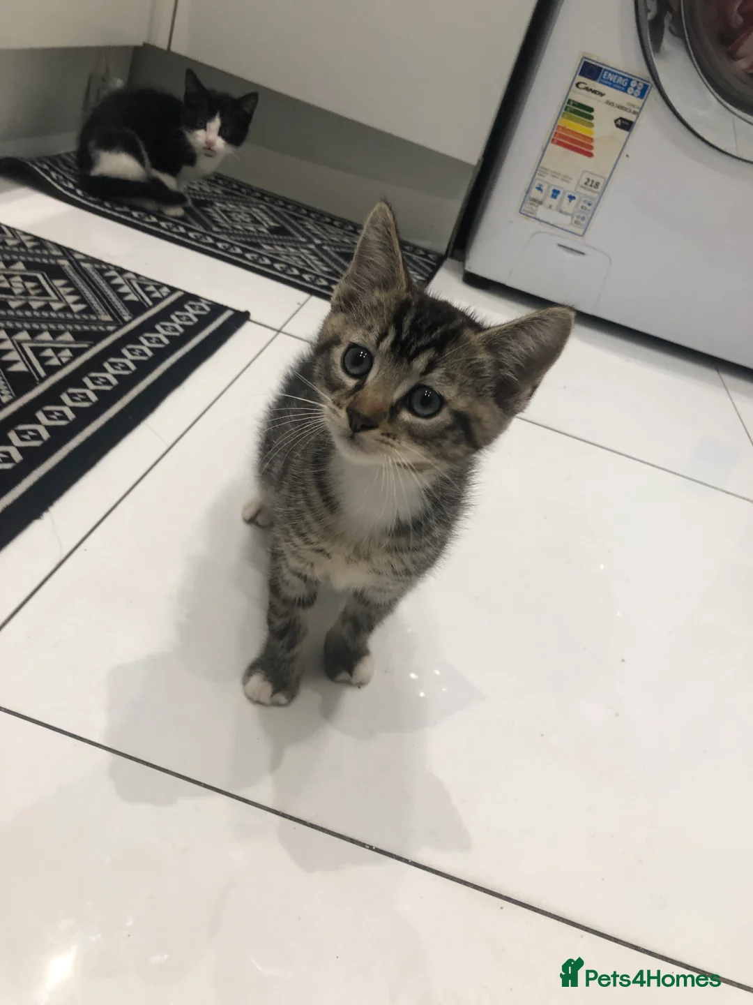 Mixed Breed cats for sale: 3 Lovely Kittens Ready Now  - Advert 10