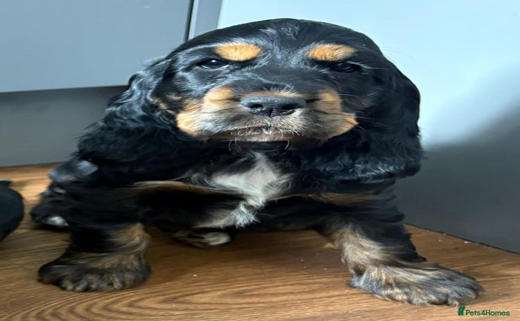 Cocker Spaniel dogs - Advert 14