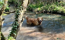 Golden Retriever dogs for stud: Fully health tested golden retriever stud dog in Bridgend - Image 4