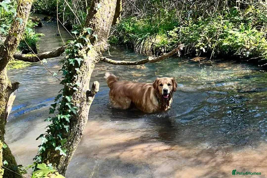 Golden Retriever dogs for stud: Fully health tested golden retriever stud dog in Bridgend - Advert 4