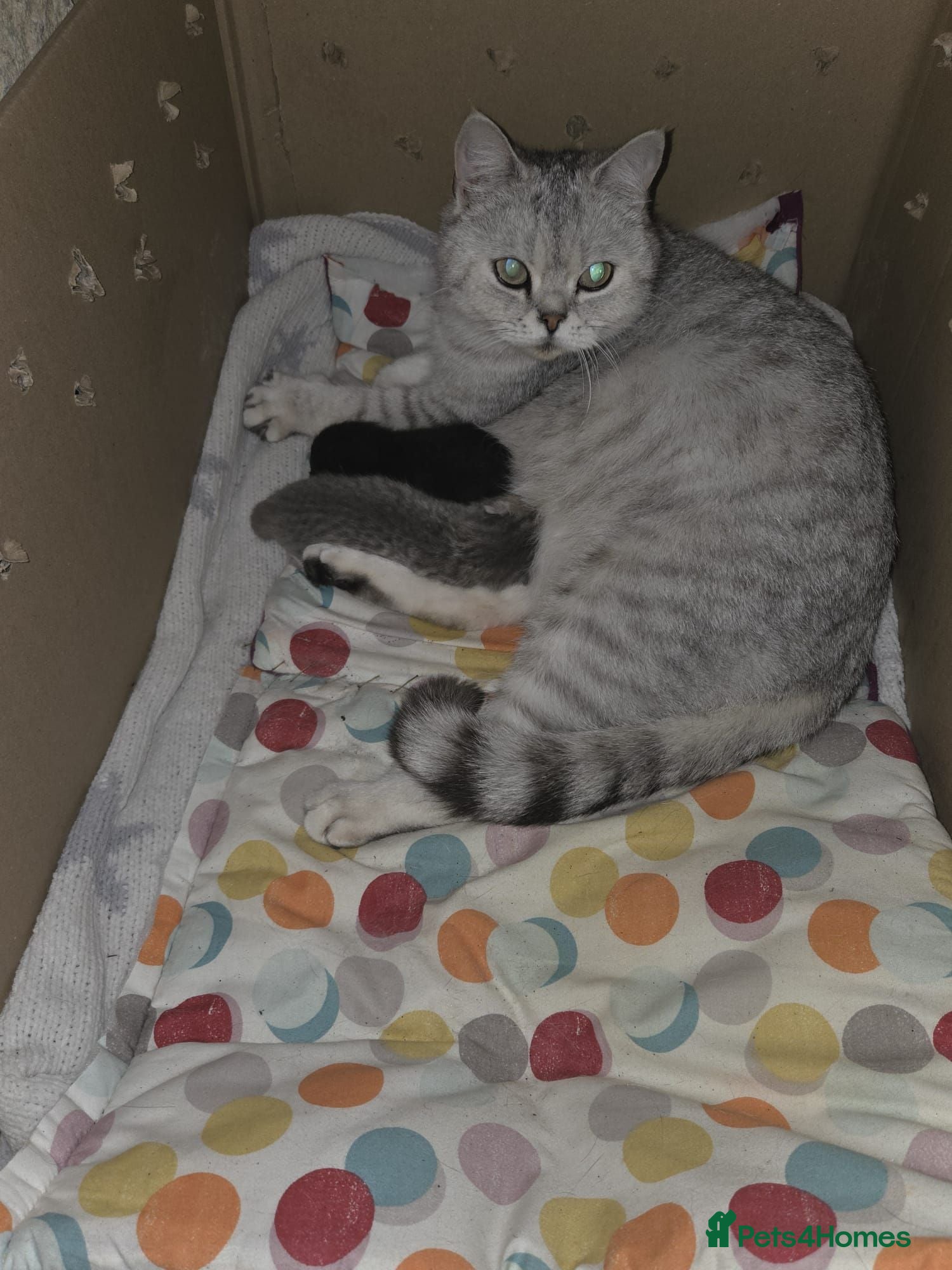 British Shorthair cats British shorthair Male Black bsh  - Advert 17
