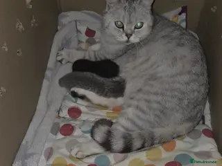 British Shorthair cats British shorthair Male Black bsh - Advert 17