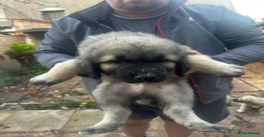 Turkish Kangal dogs TURKISH KANGAL PUPPIES  - Advert 16