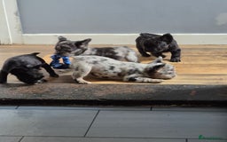 French Bulldog dogs for sale: Fluffy french bulldogs +c2  - Image 35