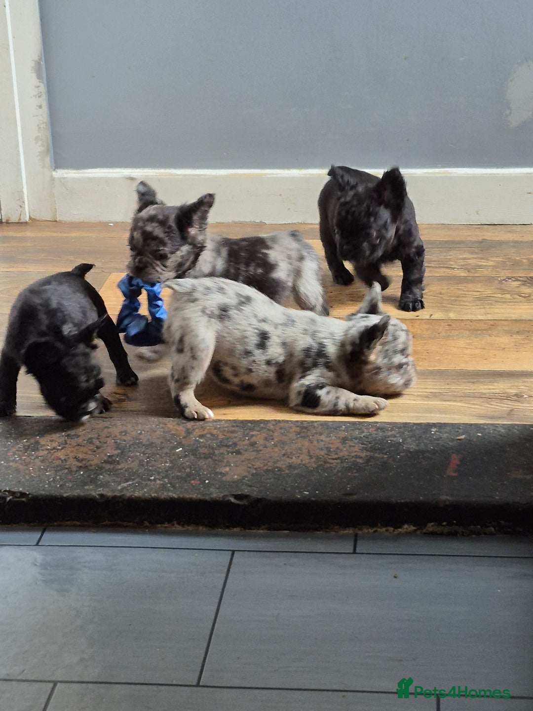 French Bulldog dogs for sale: Fluffy french bulldogs +c2  - Image 35