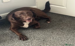 Labrador Retriever dogs for sale: Beautiful 2 year old Labrador girl - Image 1