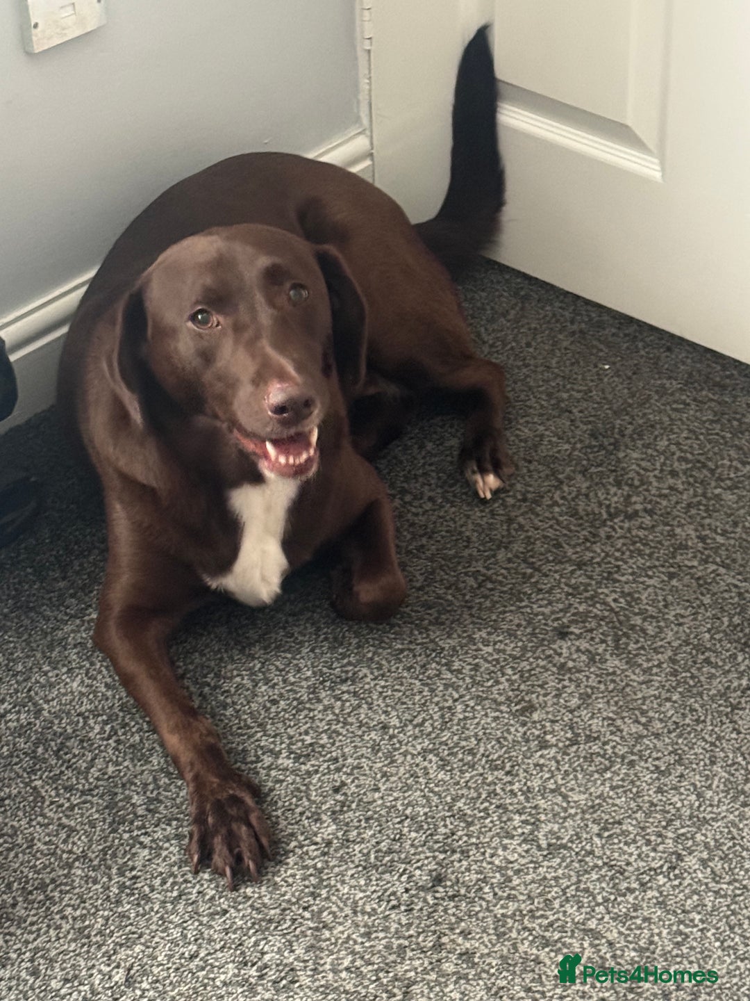Labrador Retriever dogs for sale: Beautiful 2 year old Labrador girl - Image 1