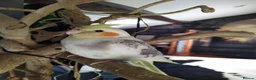 Cockatiels birds for sale: DNA sexed hand tamed cockatiels and Bourkes - Advert 2