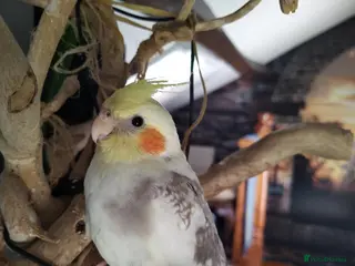 Cockatiels birds DNA sexed hand tamed cockatiels and Bourkes - Advert 2