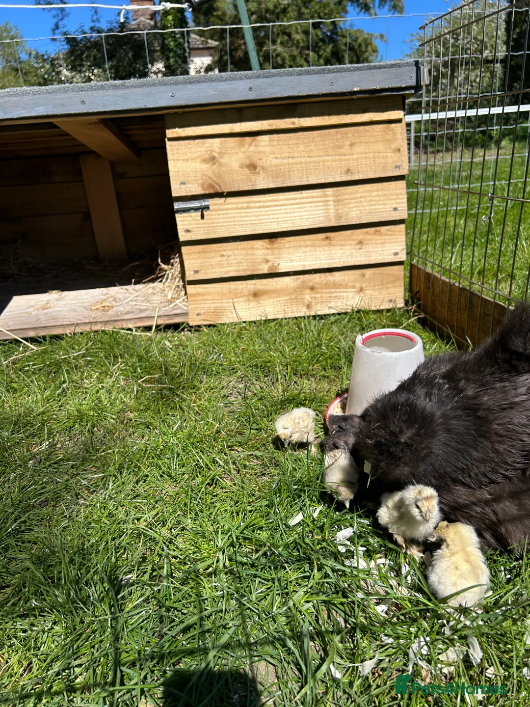 Chickens poultry for sale: Silkie hen and 6 chicks  - Advert 2