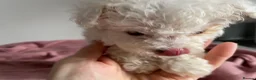 Maltipoo dogs for sale: Tiny maltipoo puppies  - Advert 12