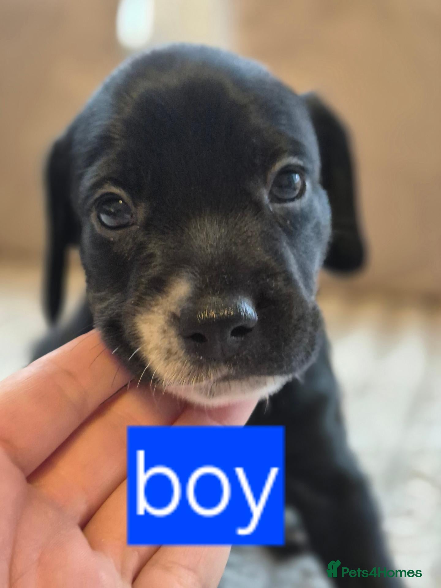 Cockapoo dogs for sale: Beautiful Cockapoo puppies - Advert 3