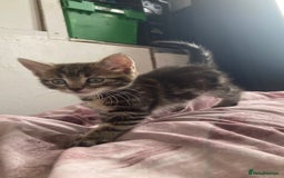 European cats for sale: 4 Cute & Cuddly Kittens Ready For Forever Home - Image 26