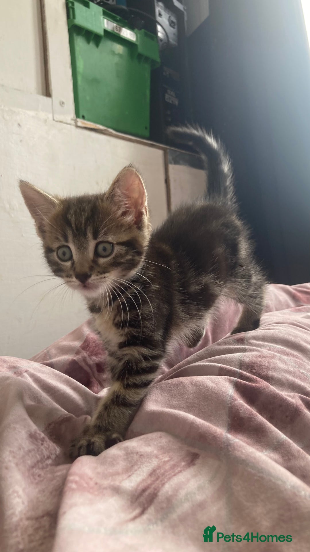 European cats for sale: 4 Cute & Cuddly Kittens Ready For Forever Home - Image 26
